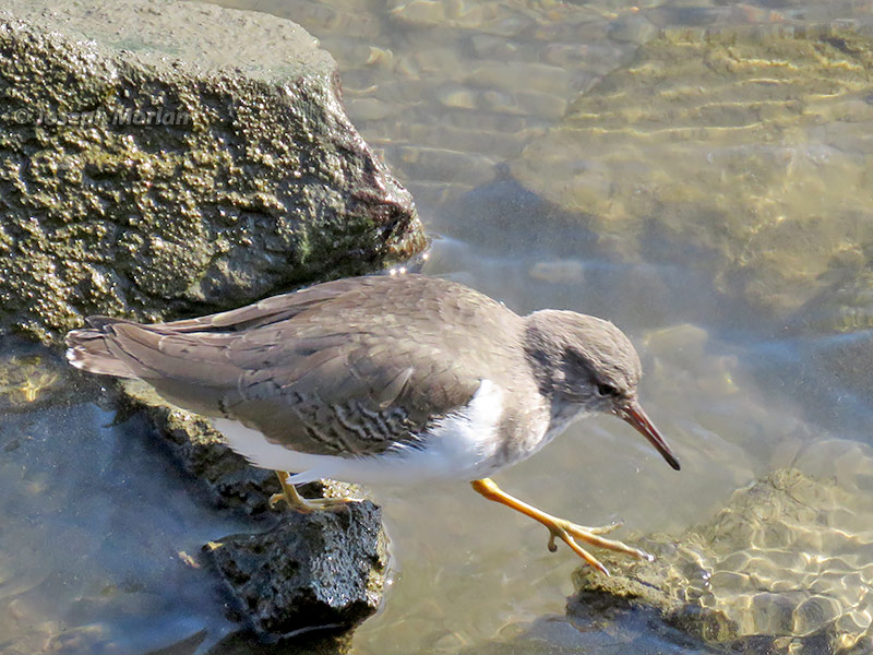  Spotted Sandpiper (Actitis macularius)