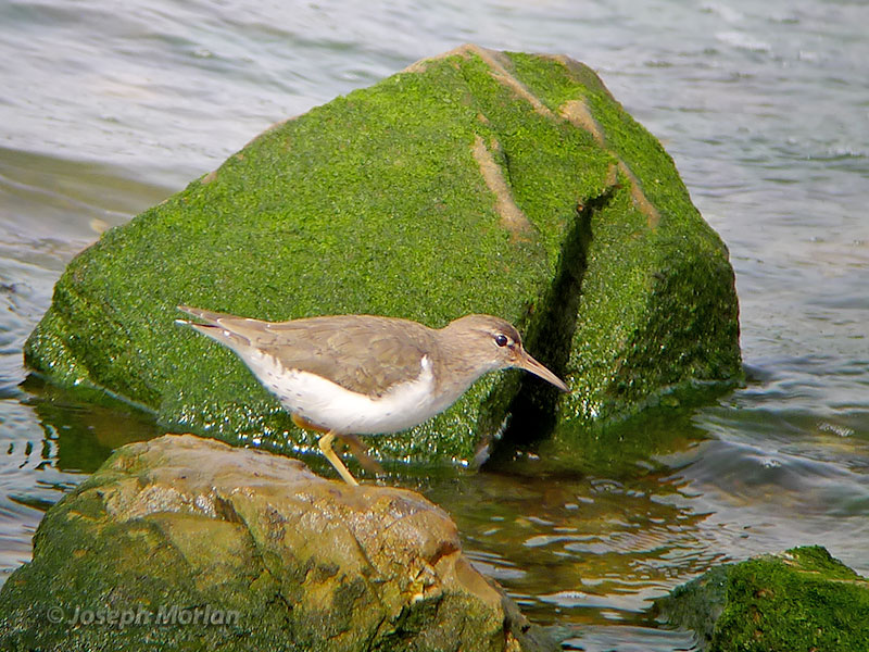 Spotted Sandpiper (Actitis macularius) 