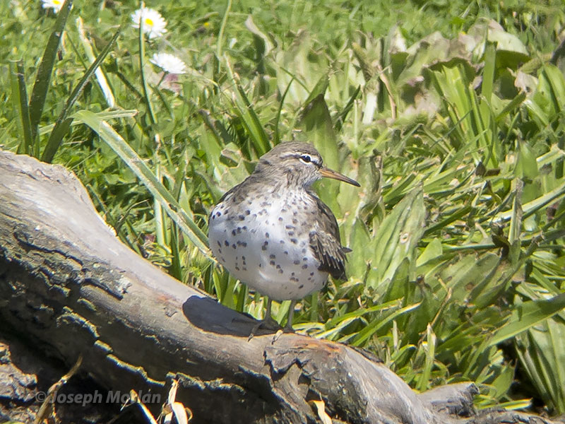 Spotted Sandpiper (Actitis macularius) 