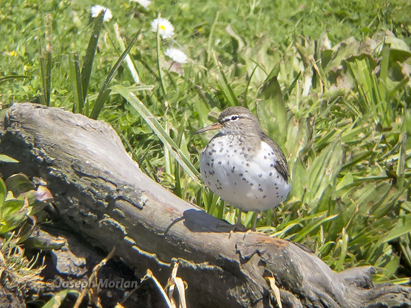 Spotted Sandpiper (Actitis macularius) 