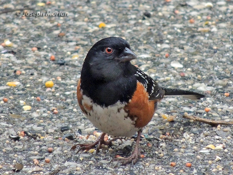Spotted Towhee (Pipilo maculatus falcifer) 