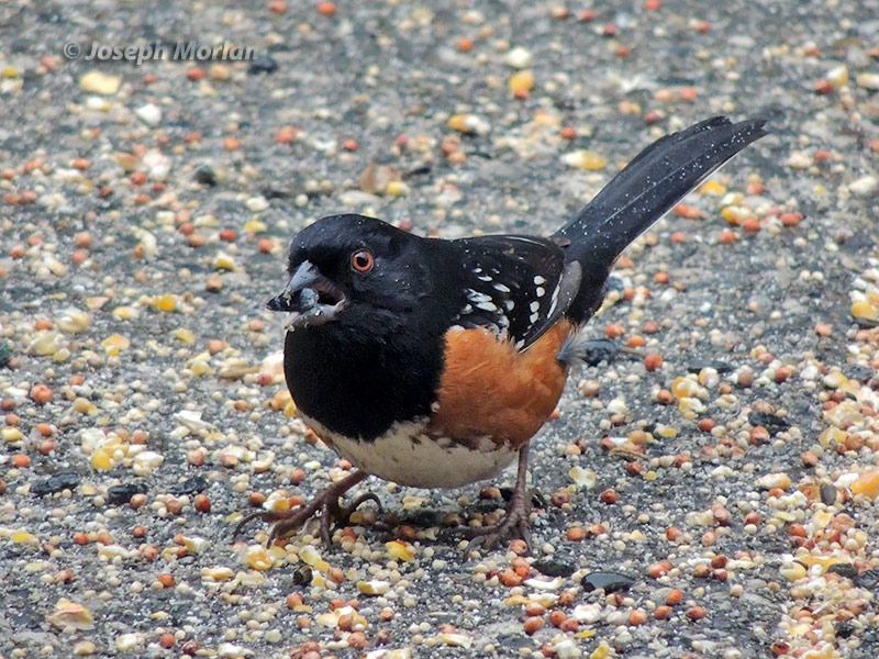 Spotted Towhee (Pipilo maculatus falcifer) 