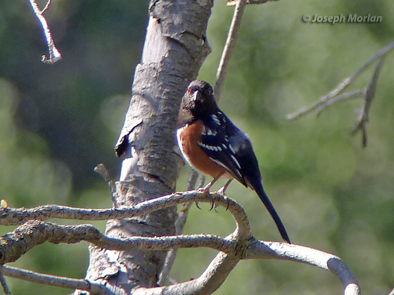 Spotted Towhee (Pipilo maculatus falcifer) 