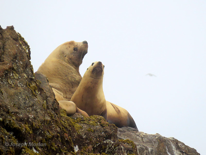 Steller's Sea Lion (Eumetopias jubatus)