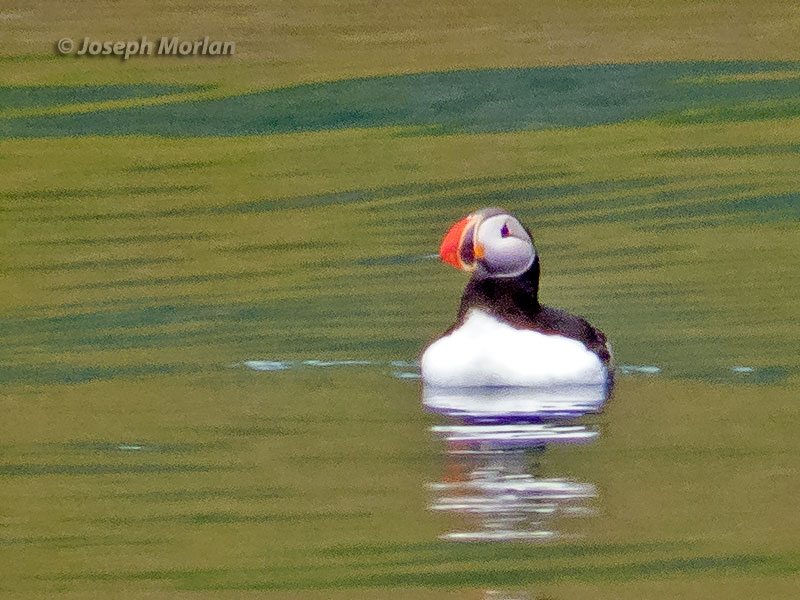 Atlantic Puffin - Fratercula arctica - Birds of the World