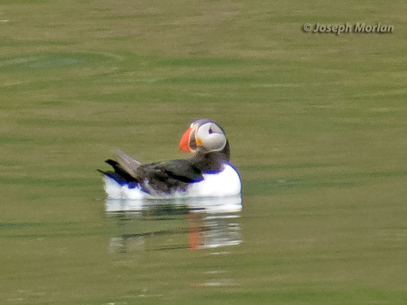 Atlantic Puffin (Fratercula arctica naumanni) 