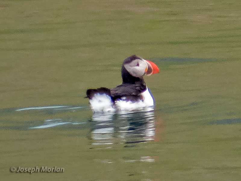 Atlantic Puffin - Fratercula arctica - Birds of the World