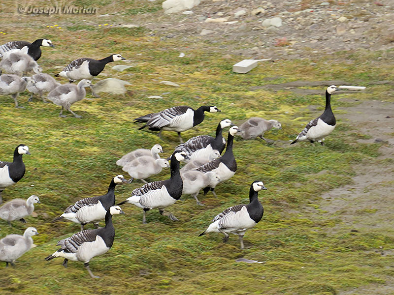 Barnacle Goose (Branta leucopsis)