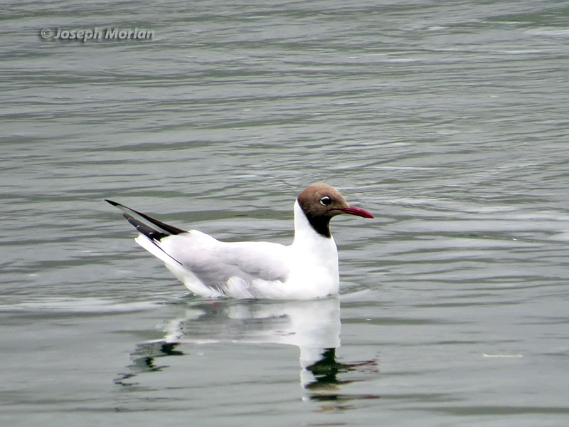 Black-headed Gull (Chroicocephalus ridibundus)