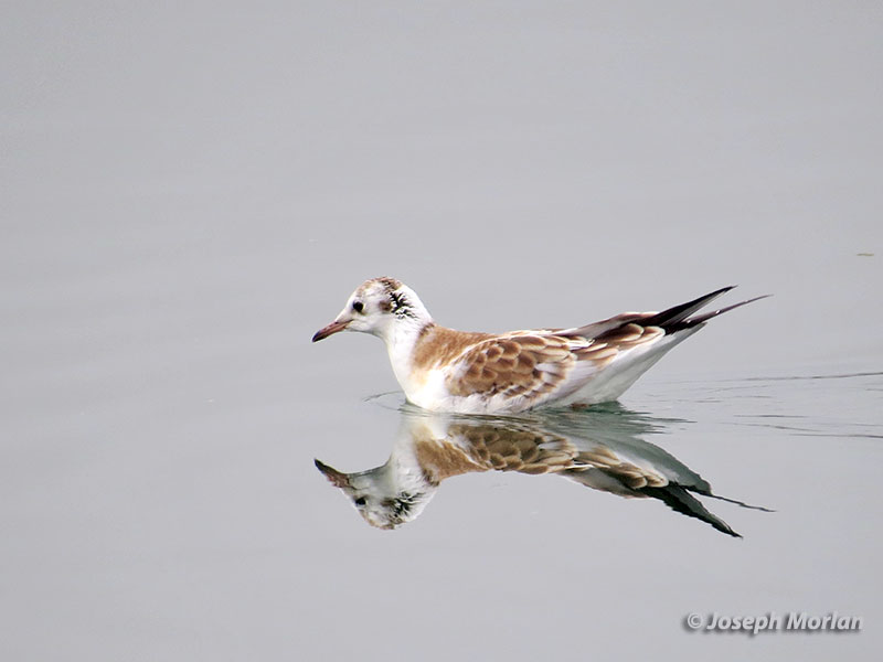 Black-headed Gull (Chroicocephalus ridibundus)