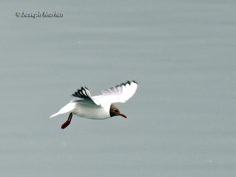 Black-headed Gull (Chroicocephalus ridibundus)