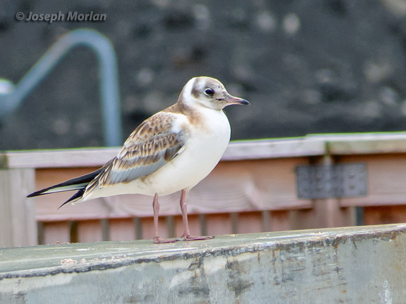 Black-headed Gull (Chroicocephalus ridibundus)