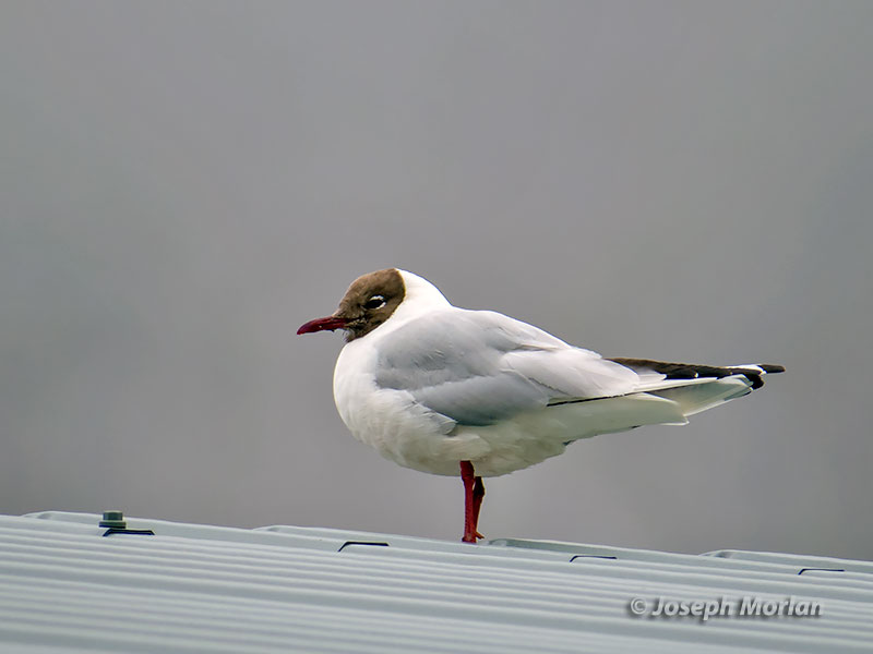 Black-headed Gull (Chroicocephalus ridibundus)