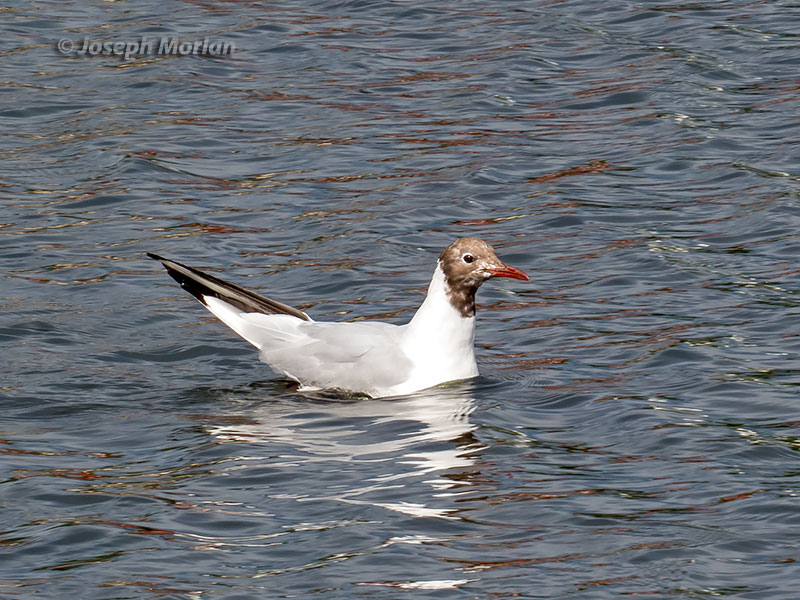 Black-headed Gull (Chroicocephalus ridibundus)