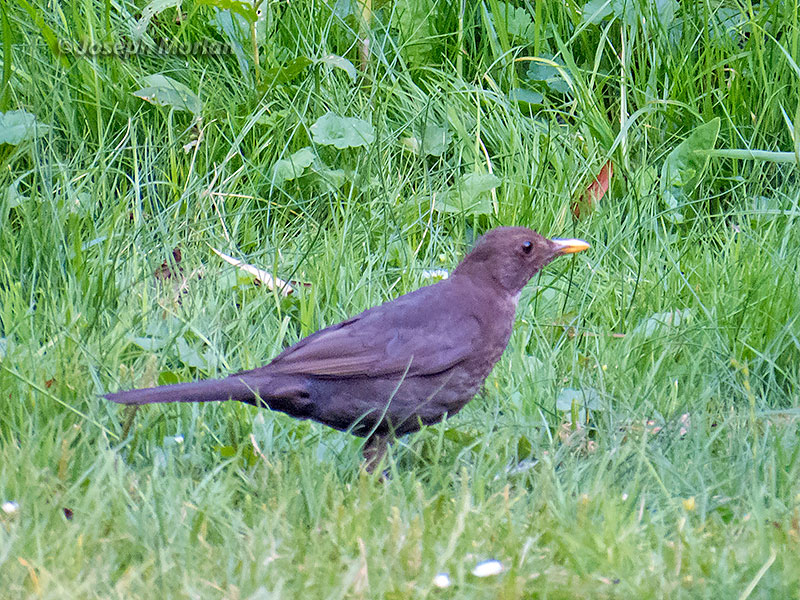 Eurasian Blackbird (Turdus merula merula)