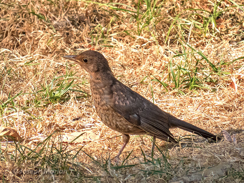 Eurasian Blackbird (Turdus merula merula)