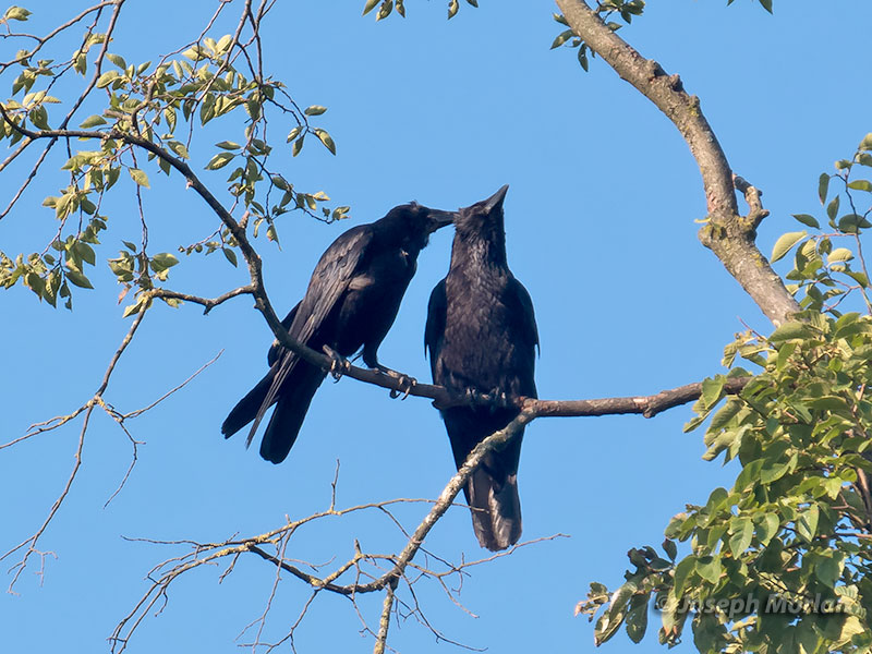 Carrion Crow (Corvus corone corone)