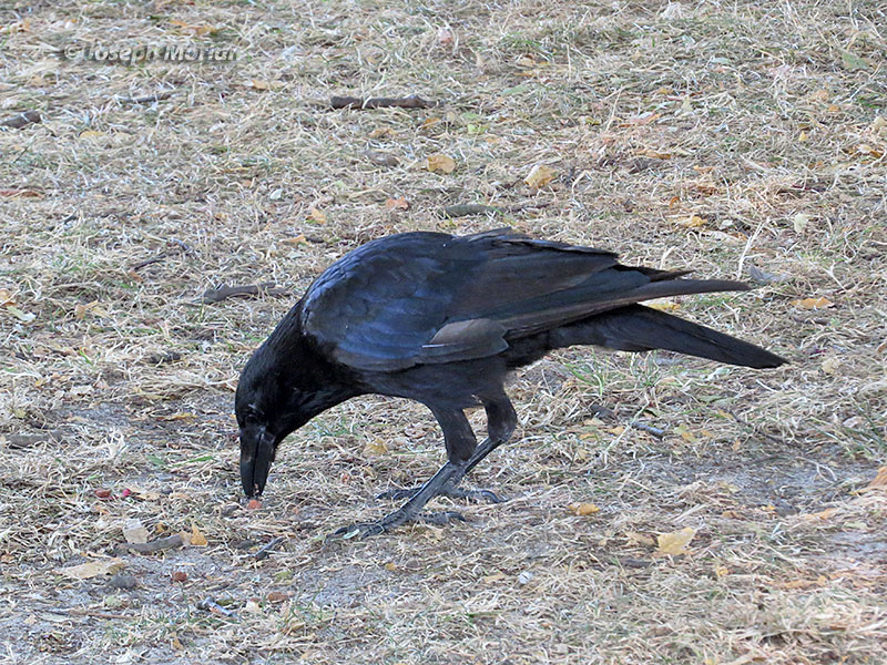 Carrion Crow (Corvus corone corone)