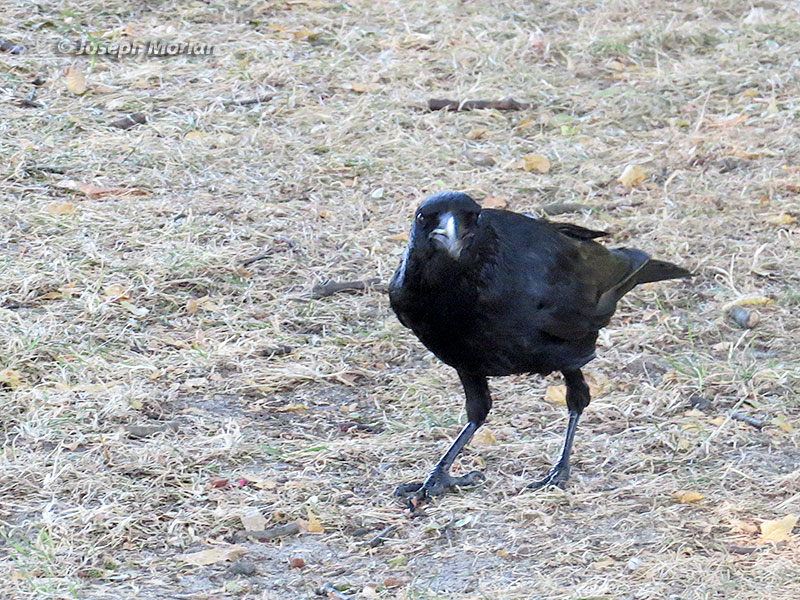 Carrion Crow (Corvus corone corone)