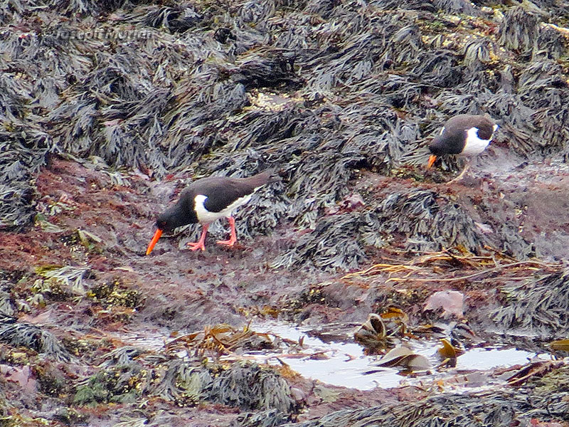 Eurasian Oystercatcher (Haematopus ostralegus ostralegus) 