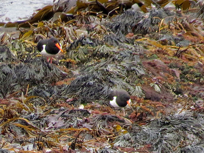Eurasian Oystercatcher (Haematopus ostralegus ostralegus) 