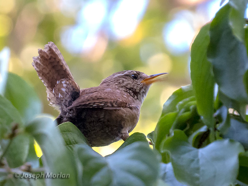 Eurasian Wren (Troglodytes troglodytes troglodytes)