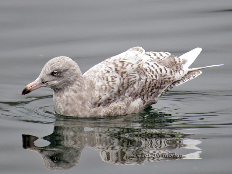 Glaucous Gull (Larus hyperboreus leuceretes)