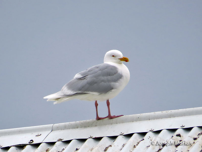 Glaucous Gull (Larus hyperboreus leuceretes)