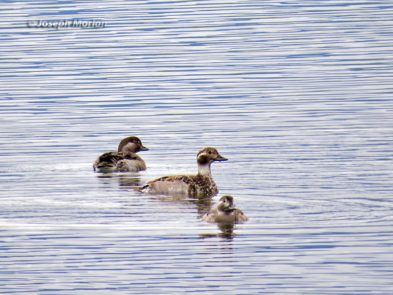 Long-tailed Duck (Clangula hyemalis) 