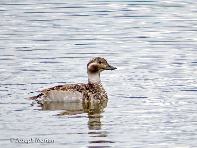 Long-tailed Duck (Clangula hyemalis) 