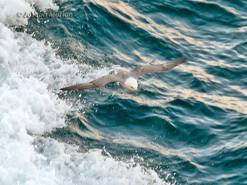 Northern Fulmar (Fulmarus glacialis auduboni)