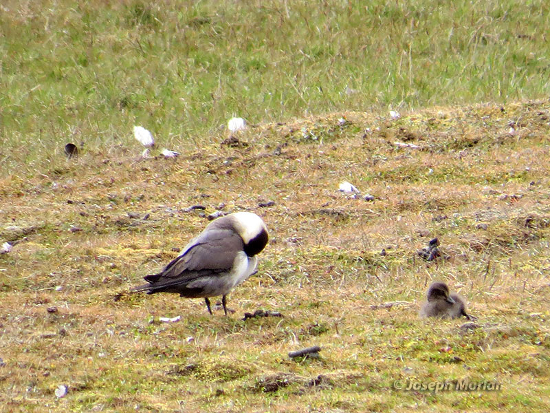 Parasitic Jaeger (Stercorarius parasiticus)