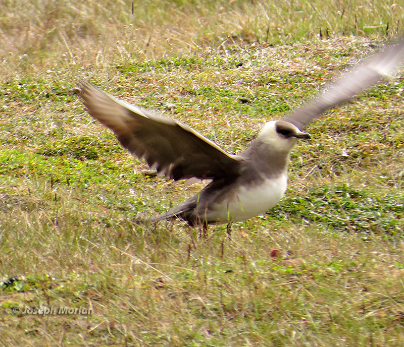 Parasitic Jaeger (Stercorarius parasiticus) 