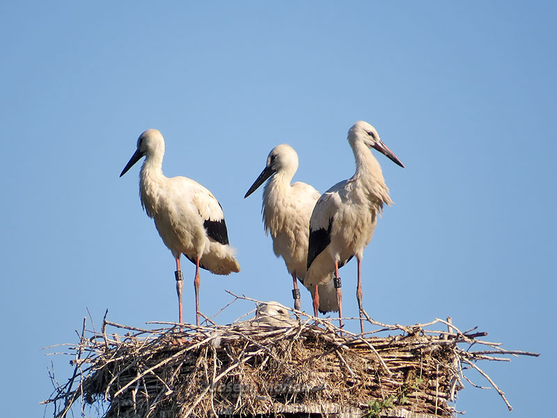 White Stork (Ciconia ciconia ciconia)