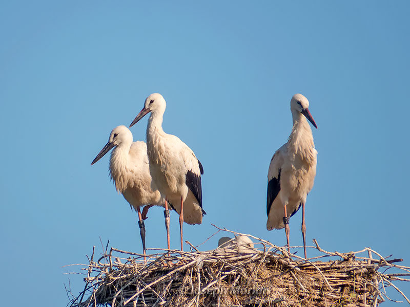 White Stork (Ciconia ciconia ciconia)