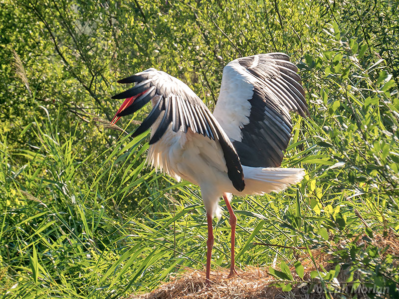 White Stork (Ciconia ciconia ciconia)