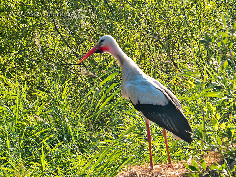 White Stork (Ciconia ciconia ciconia)