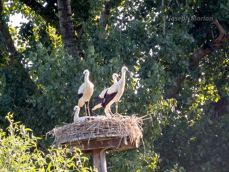 White Stork (Ciconia ciconia ciconia)