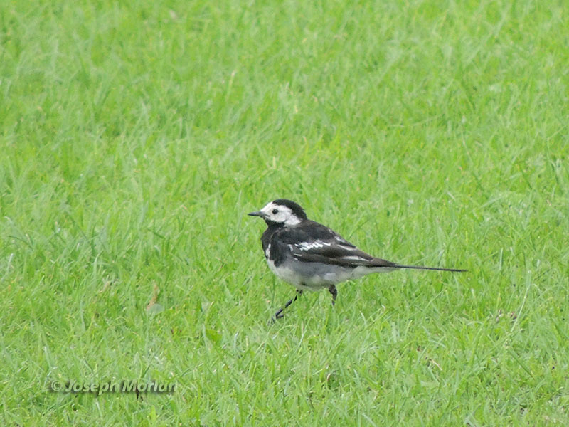 White Wagtail (Motacilla alba yarrellii)