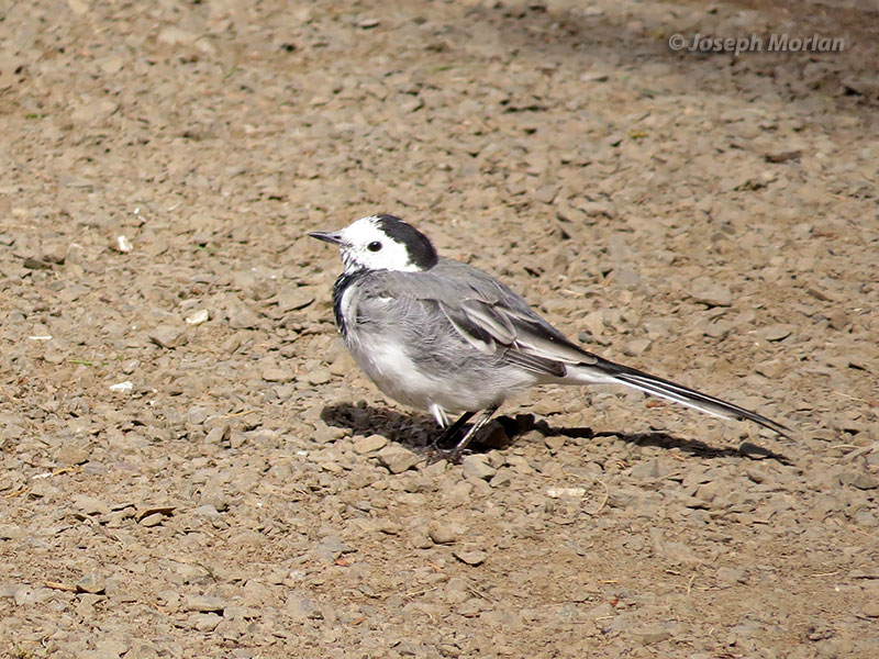 White Wagtail (Motacilla alba alba) 
