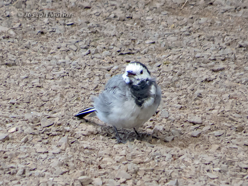 White Wagtail (Motacilla alba alba) 