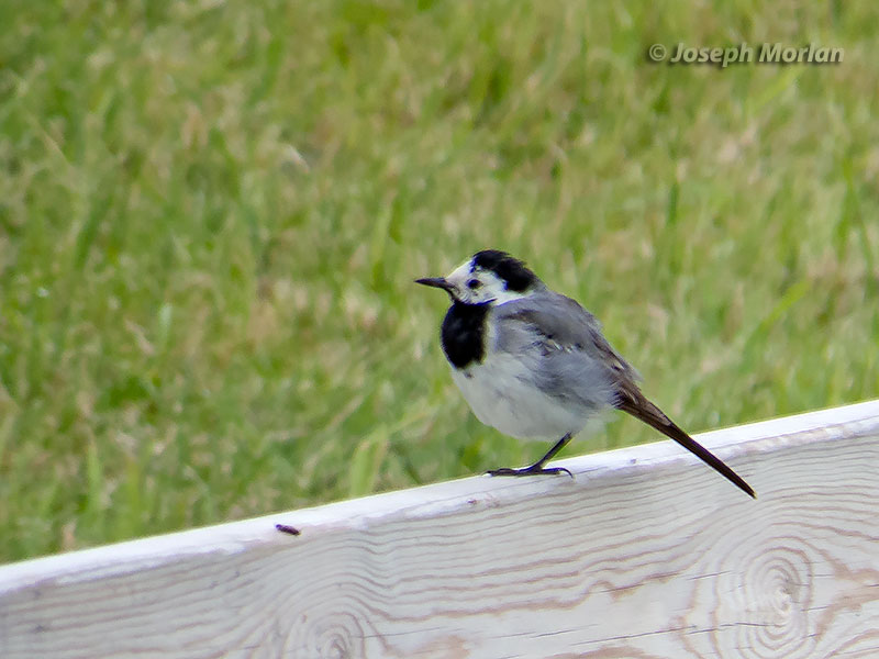 White Wagtail (Motacilla alba alba) 