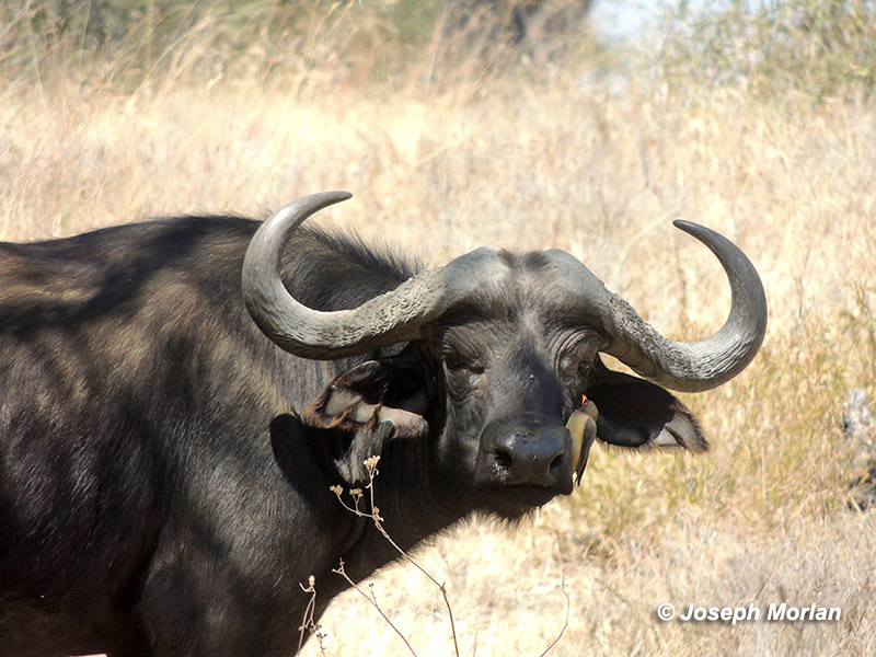 Cape Buffalo (syncerus Caffer Caffer) With Yellow-billed Oxpecker 