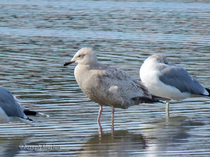  Iceland Gull (Larus glaucoides thayeri) 