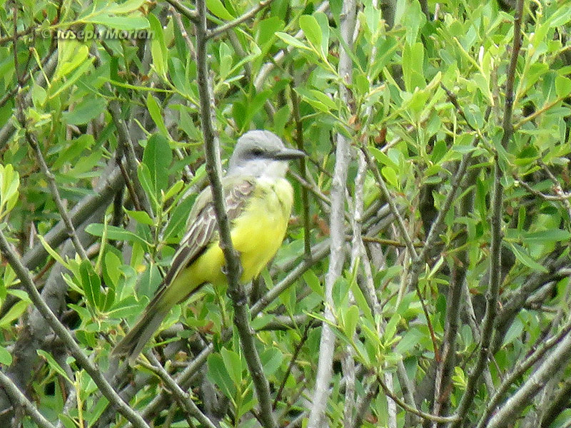 Tropical Kingbird (Tyrannus melancholicus satrapa)