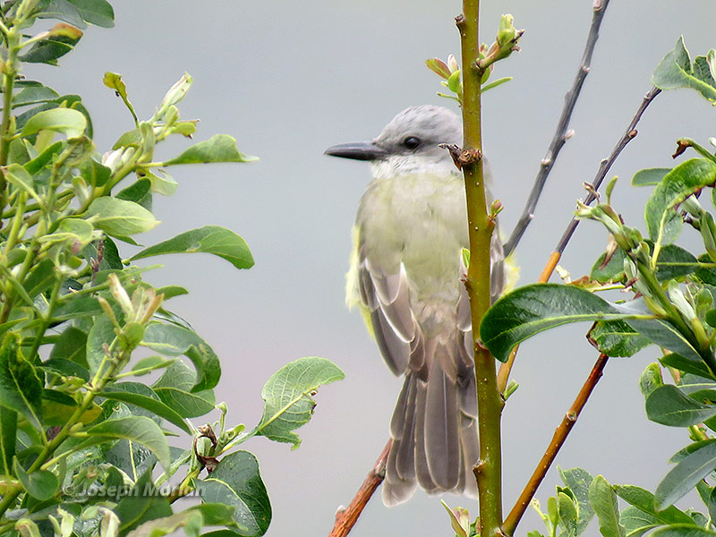 Tropical Kingbird (Tyrannus melancholicus satrapa)