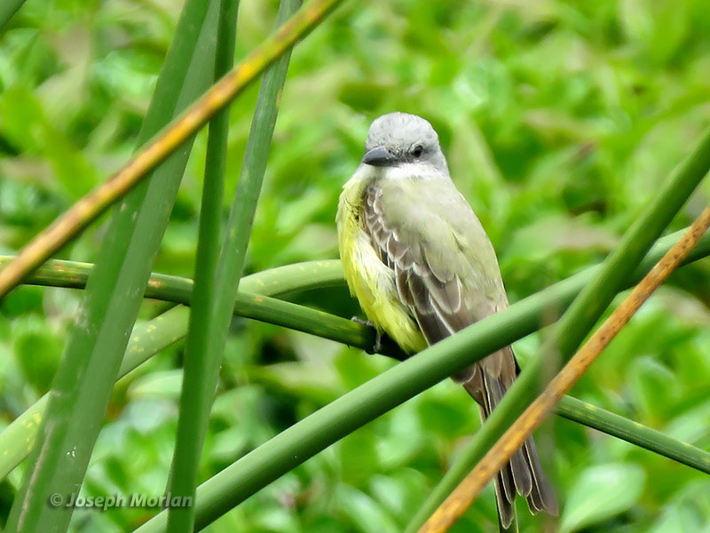 Tropical Kingbird (Tyrannus melancholicus satrapa)