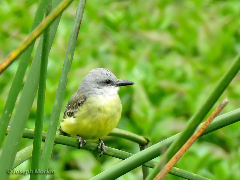 Tropical Kingbird (Tyrannus melancholicus satrapa)
