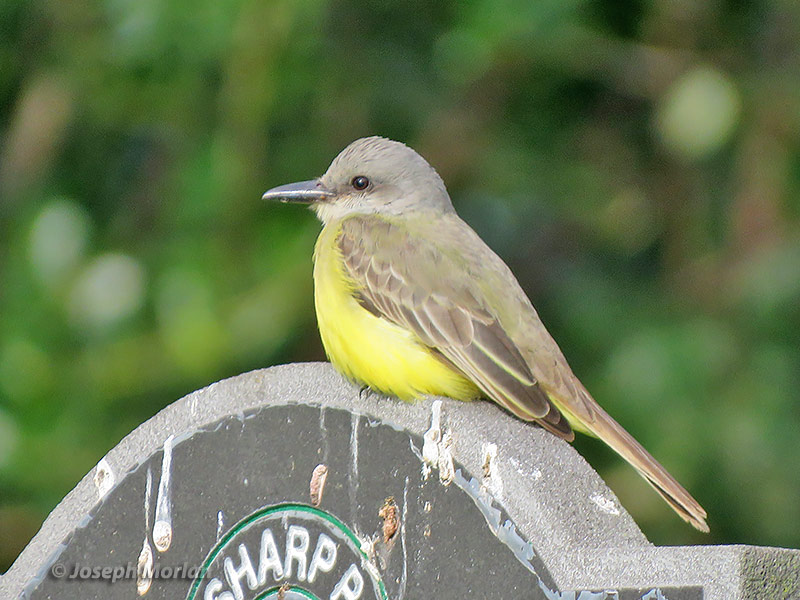 Tropical Kingbird (Tyrannus melancholicus satrapa) 