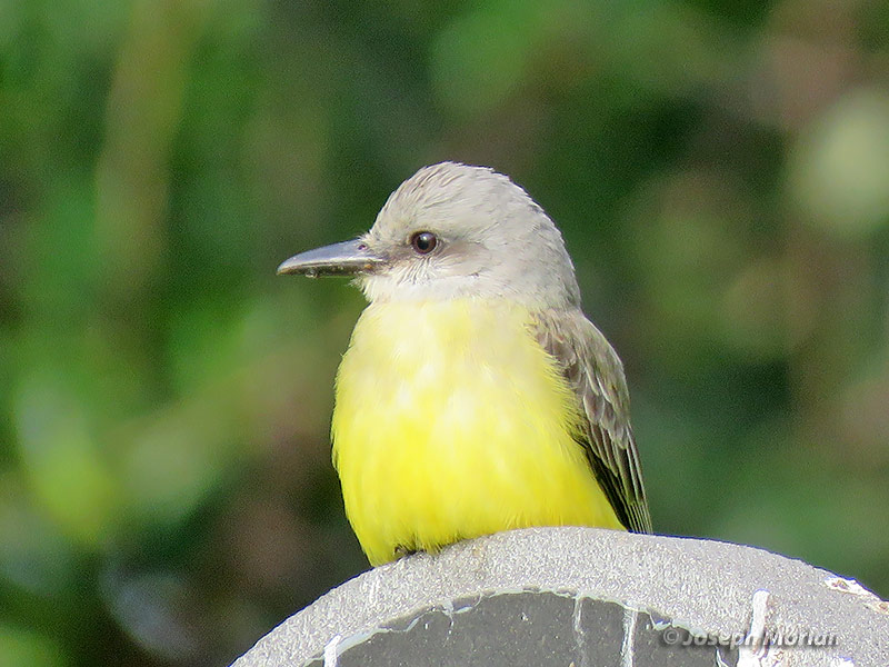 Tropical Kingbird (Tyrannus melancholicus satrapa) 